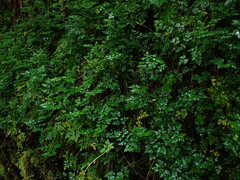 Coptis aspleniifolia