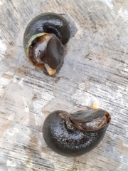 Pomacea canaliculata