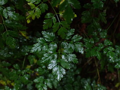 Coptis aspleniifolia