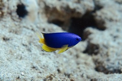 Pomacentrus caeruleus