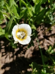 Calochortus subalpinus