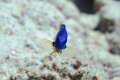 Pomacentrus caeruleus