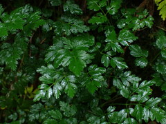 Coptis aspleniifolia