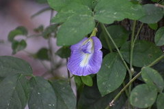 Clitoria ternatea