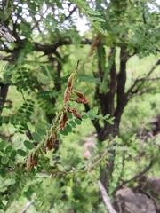 Eysenhardtia polystachya