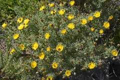 Asteraceae