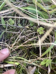Oxalis exilis