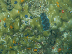Tridacna crocea