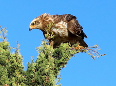 Polyboroides typus