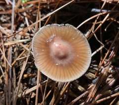 Gliophorus