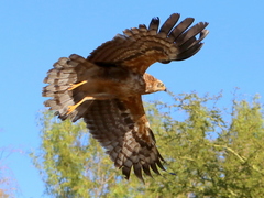 Polyboroides typus