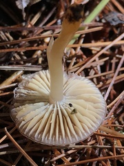 Gliophorus