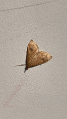 Crambidae