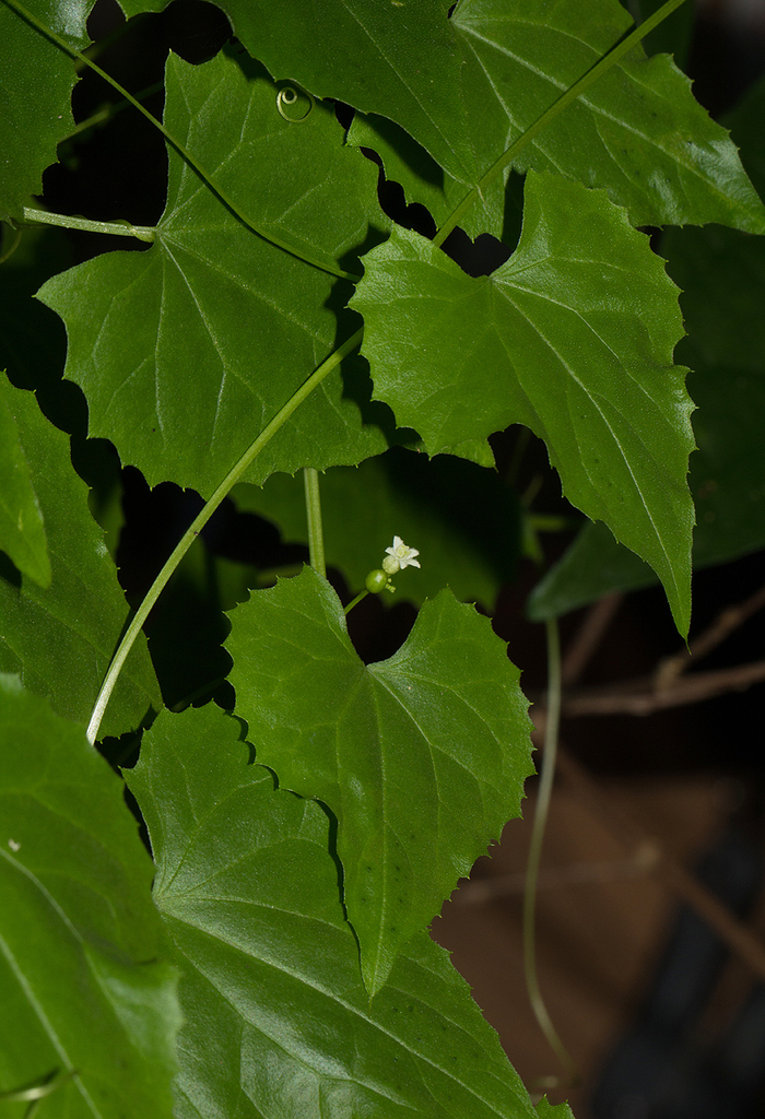 Zehneria microsperma