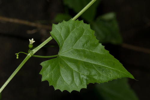 Zehneria microsperma image