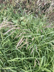 Bromus inermis