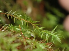 Bartramiopsis lescurii