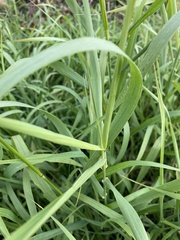 Bromus inermis
