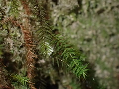 Bartramiopsis lescurii