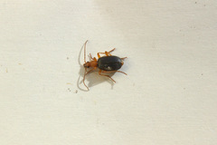 Brachinus