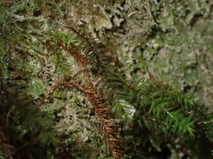 Bartramiopsis lescurii