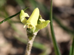 Disperis villosa