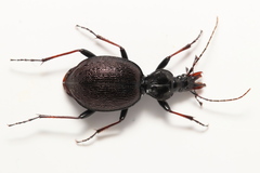 Cychrus attenuatus