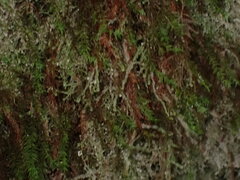 Bartramiopsis lescurii