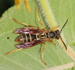 Polistes fuscatus