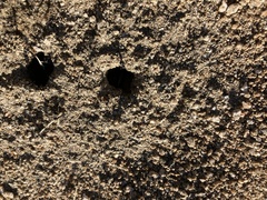 Veromessor pergandei