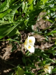 Calochortus subalpinus