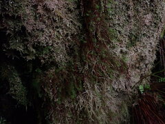 Bartramiopsis lescurii