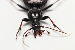 Cychrus attenuatus