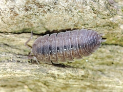 Porcellio