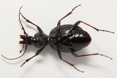Cychrus attenuatus