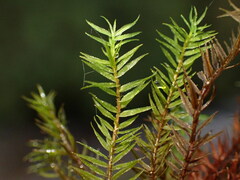 Bartramiopsis lescurii