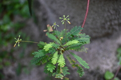 Biophytum sensitivum