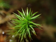 Polytrichum formosum