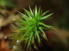 Polytrichum formosum