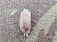Porcellio