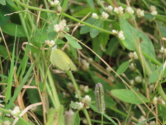 Eurema