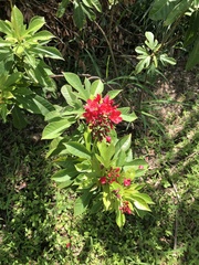 Jatropha integerrima
