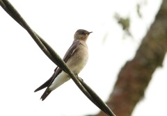 Stelgidopteryx ruficollis