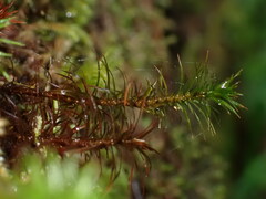 Polytrichum formosum
