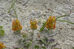 Manulea tomentosa