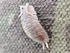 Porcellio