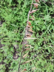 Bouteloua curtipendula