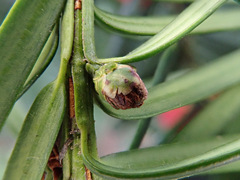 Cecidophyopsis psilaspis