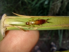 Apterygida albipennis