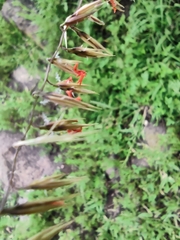 Bouteloua curtipendula